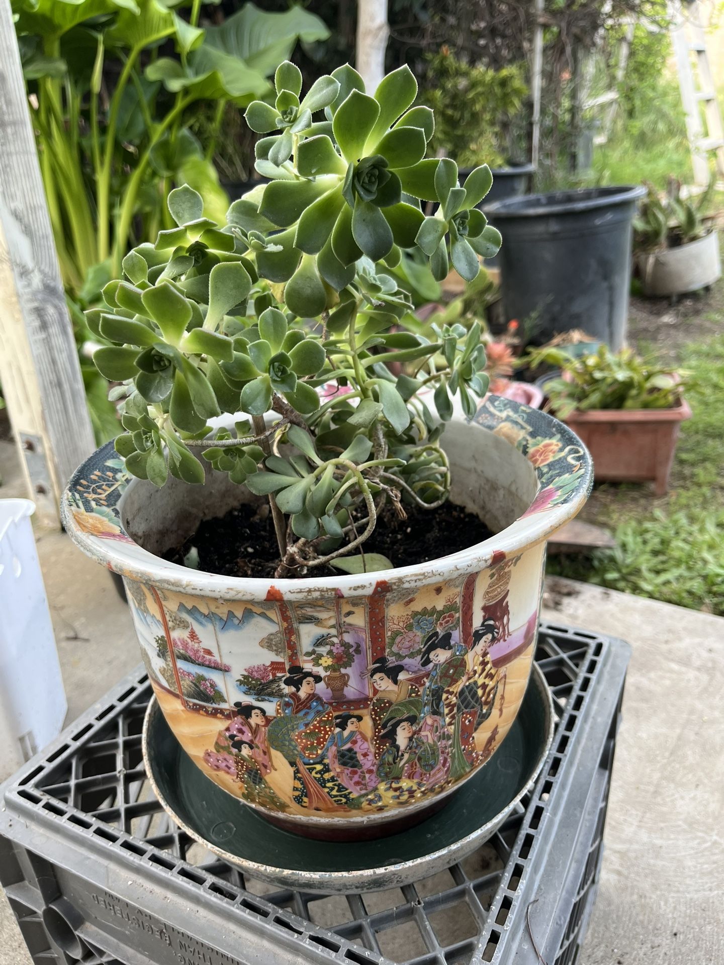 The Oriental Pot, Beautiful Succulent Flowers Shaped. Diameter 8 Inch, Height 11 Inch