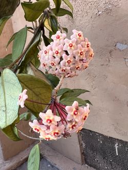 Hoya Carnosa plants