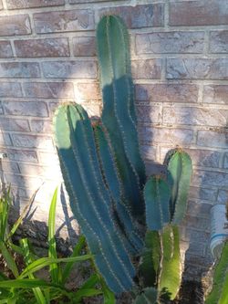 Peruvian Apple Cactus Cuttings $1 per Inch- Free Fruit- Deltona, Fl Pickup