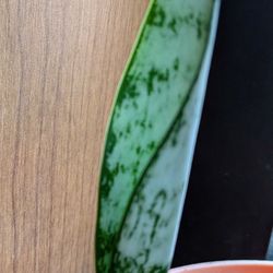 Snake Plants