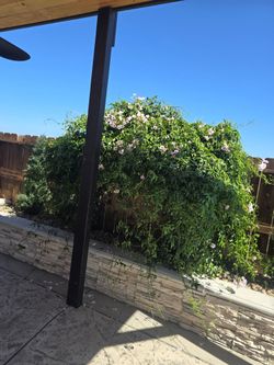 Free arch with plant that grows on it