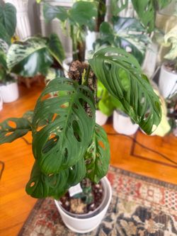 Monstera squeleto