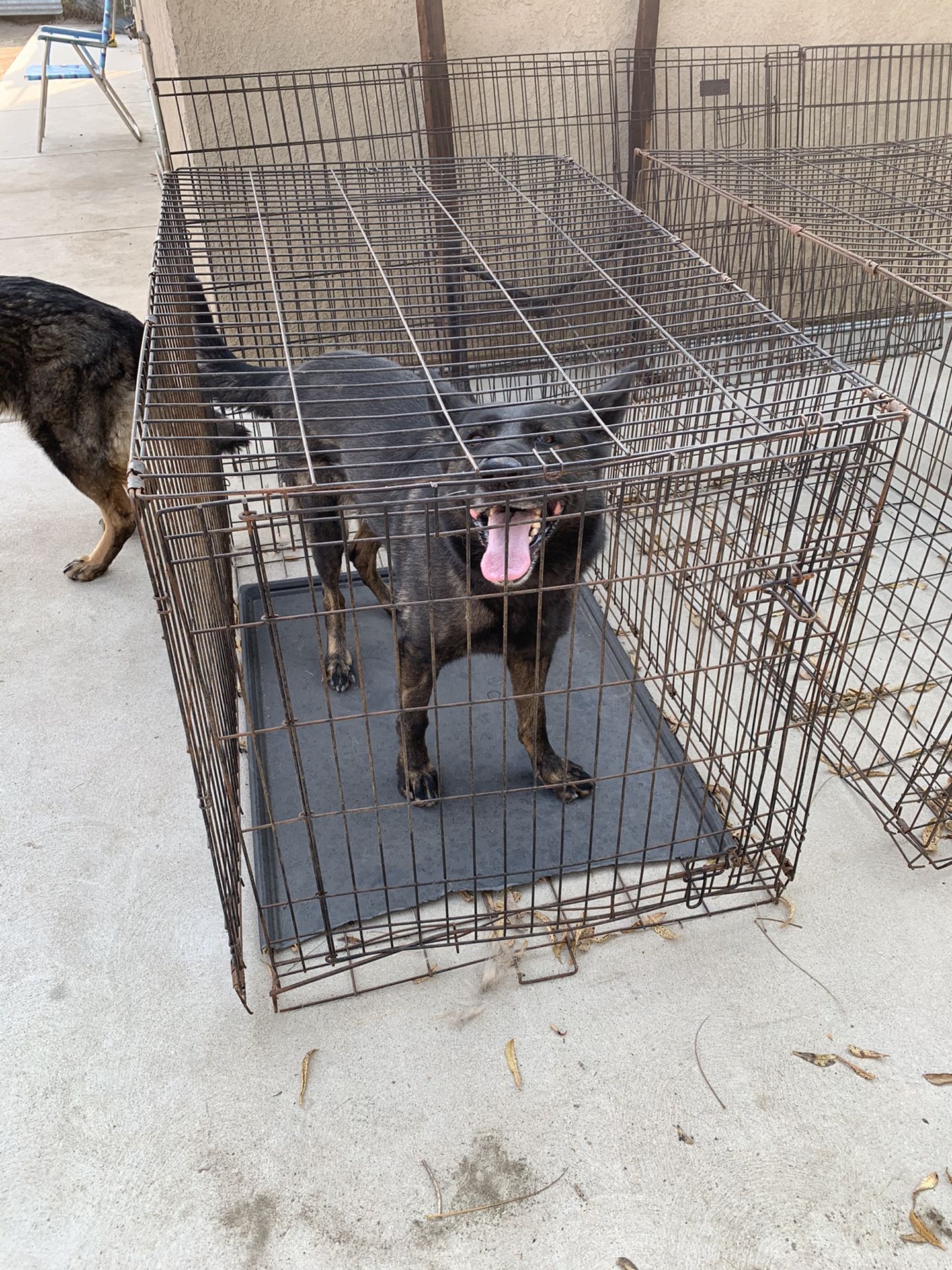 Large dog crate