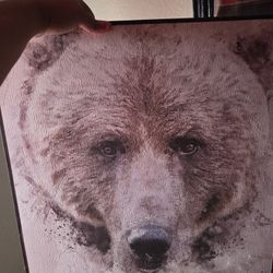 Bear Portrait 