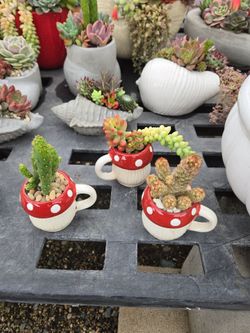 Mothers day succulent arrangements
