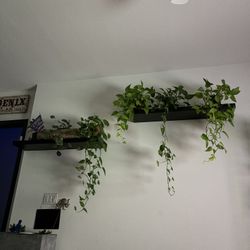 Black Floating Shelves