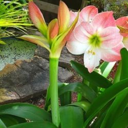 Two Amaryllis Hippeastrum Bulbs