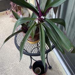 Wandering Jew (2 Plants)