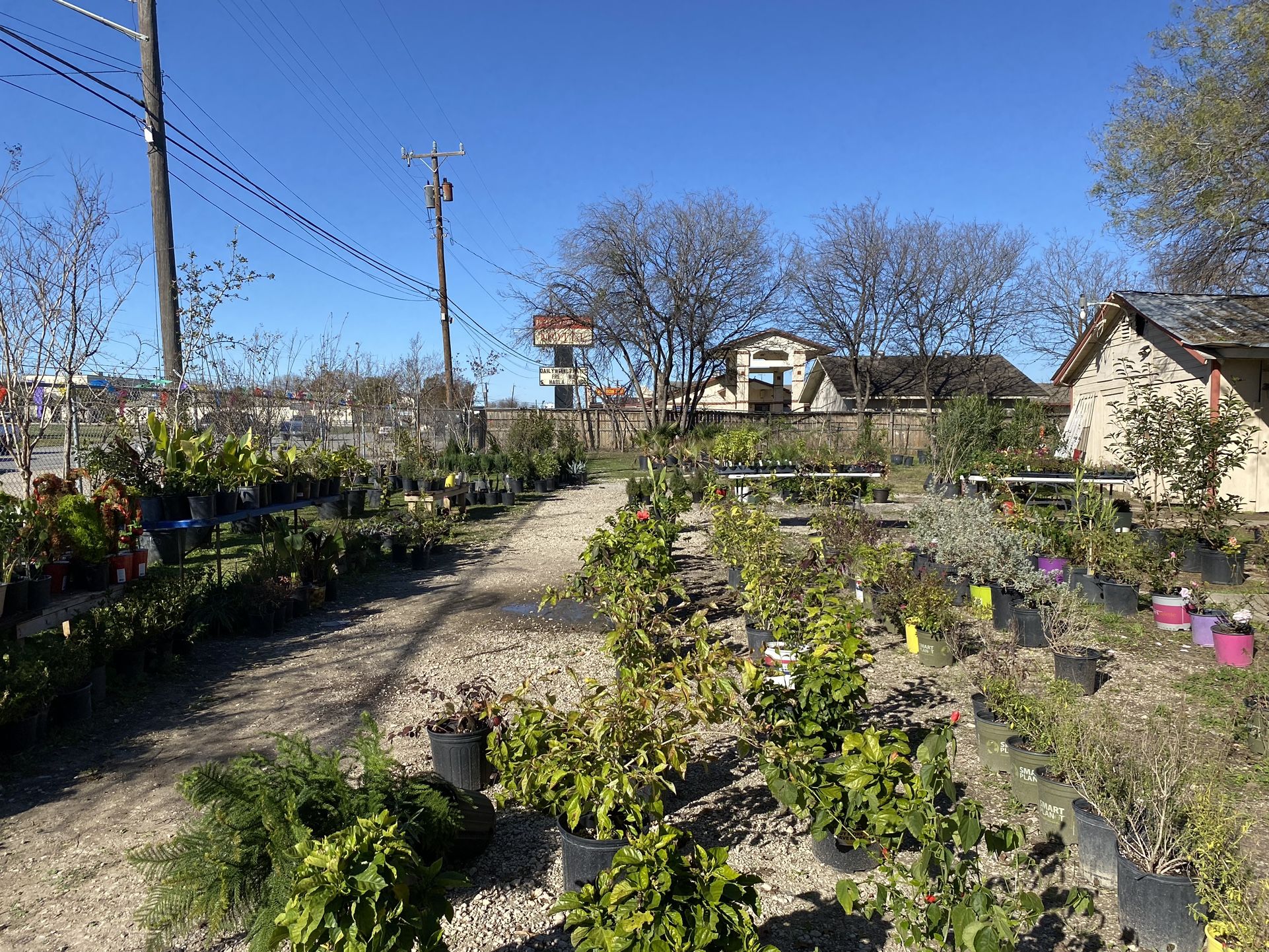 Lots of plants great prices 3774 Roosevelt 78214