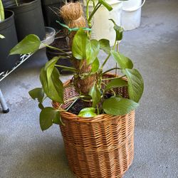 Pothos Plant