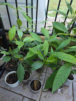 AVOCADO 🥑AND PINEAPPLE 🍍 PLANTS
