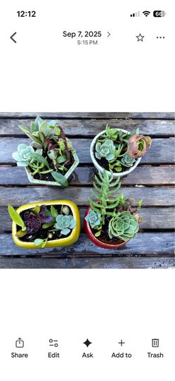 Succulents grown and designed.