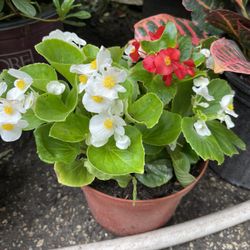 Begonia Y Suculentas