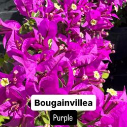 💜 Plant: Bougainvillea Purple (Bush & Standard) 