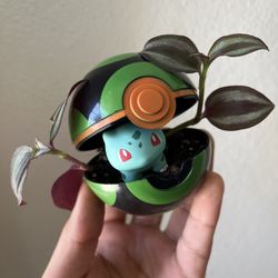 Tradescantia Zebrina Bulbasaur Poke Plant