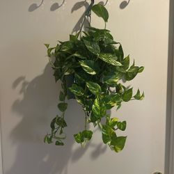 Live Pothos Plant