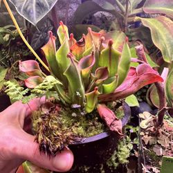 Heliamphora Minor (Rare Carnivorous Plant)
