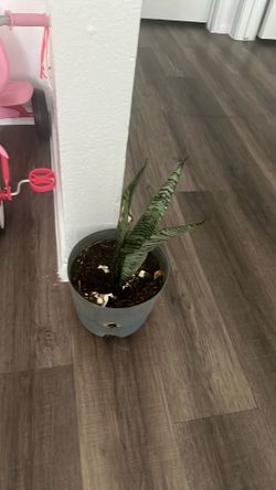 Snake plant