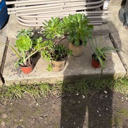 Succulent Plants, Aeonium, Aloe Vera, Kalanchoe, Jade Lot Bulk