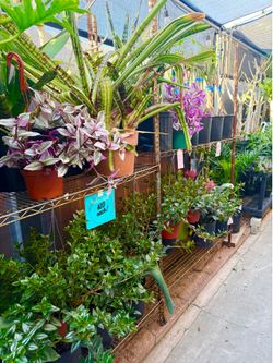 Plants Sale🌿$10 each