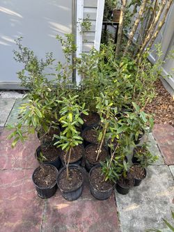 Native South Florida Plants