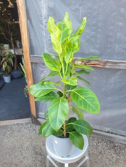 Ficus Altissima 3' to 3.5' tall