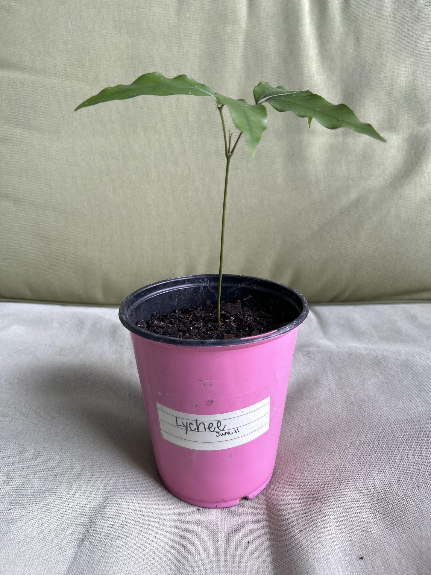 Lychee Starter Plant