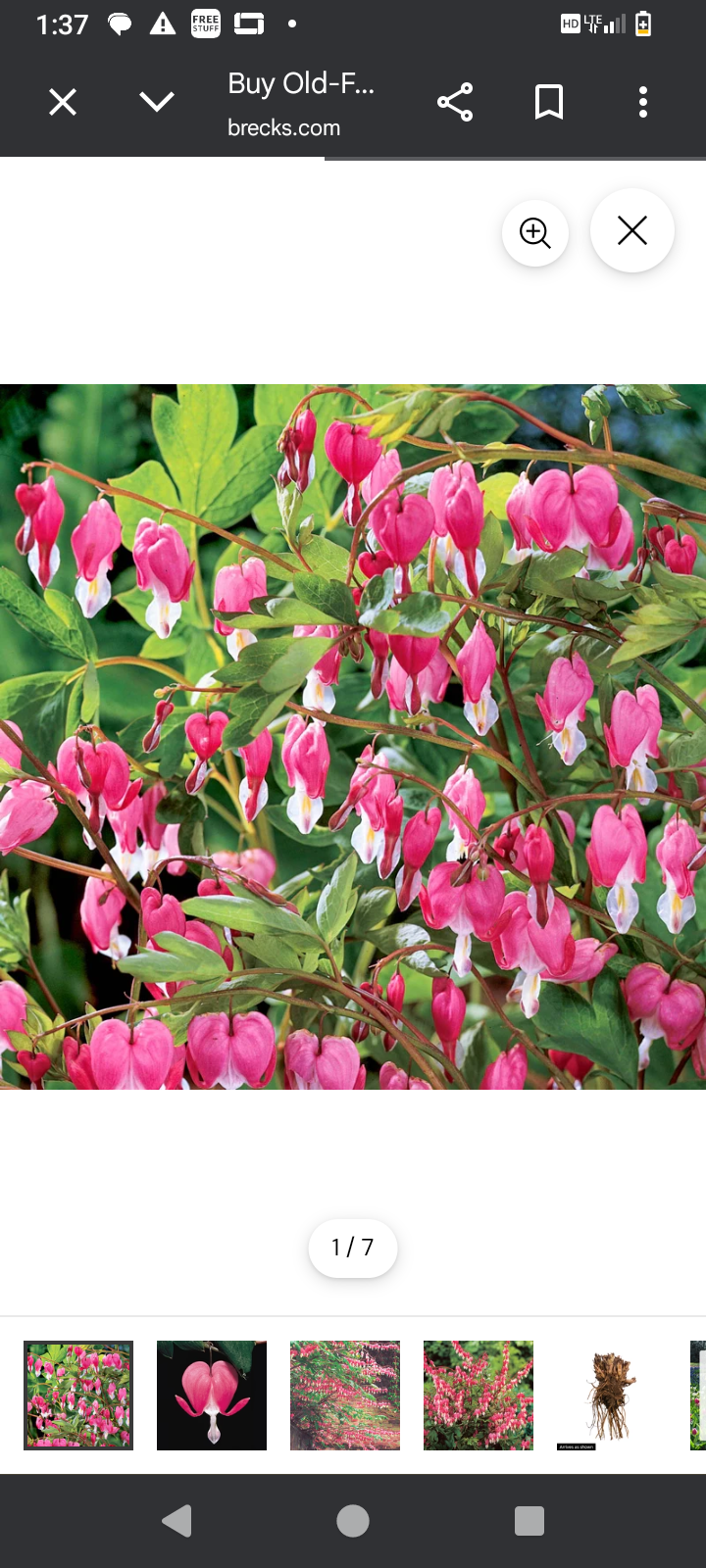 Bleeding heart plant