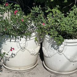 Antique Lion Plant Pots