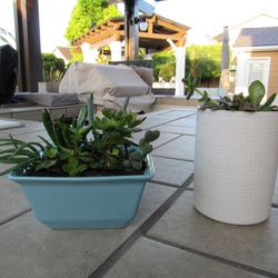 Set Of Blue & White Print Garden Pots With Succulents