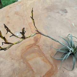 Air Plant 