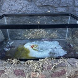 Terrarium / Tank Includes Grate Cover 