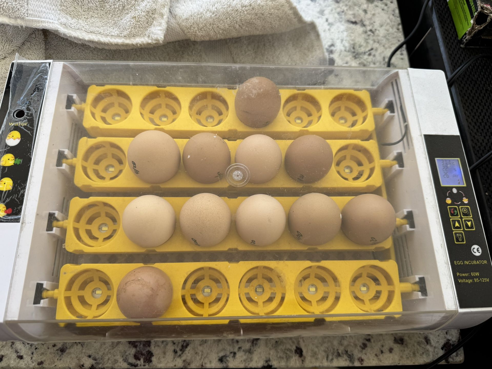 Hatching Chicken Eggs