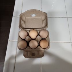 Chicken Supply
