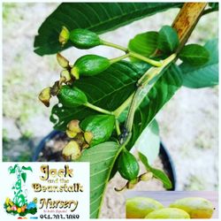 Ruby Supreme Guava Fruiting Trees 3gal Arboles De Guayaba Rosada Fruteando 3gal 