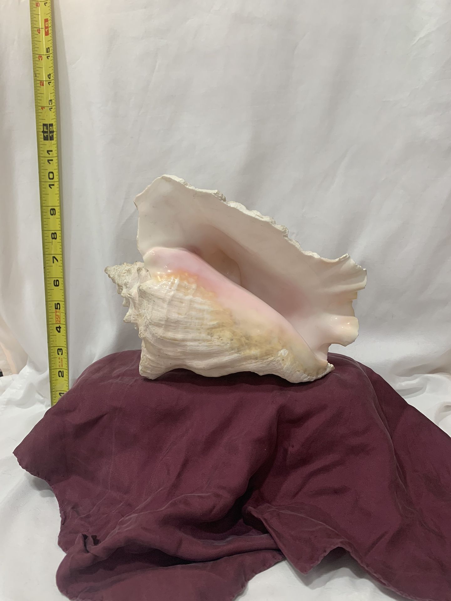 Conch Shell 