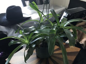 Bromeliad Plant In Hanging Pot