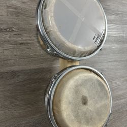 Bongo