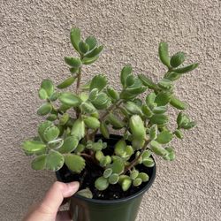 Beautiful Panda 🐼 Paw Succulent Plant 6” Pot
