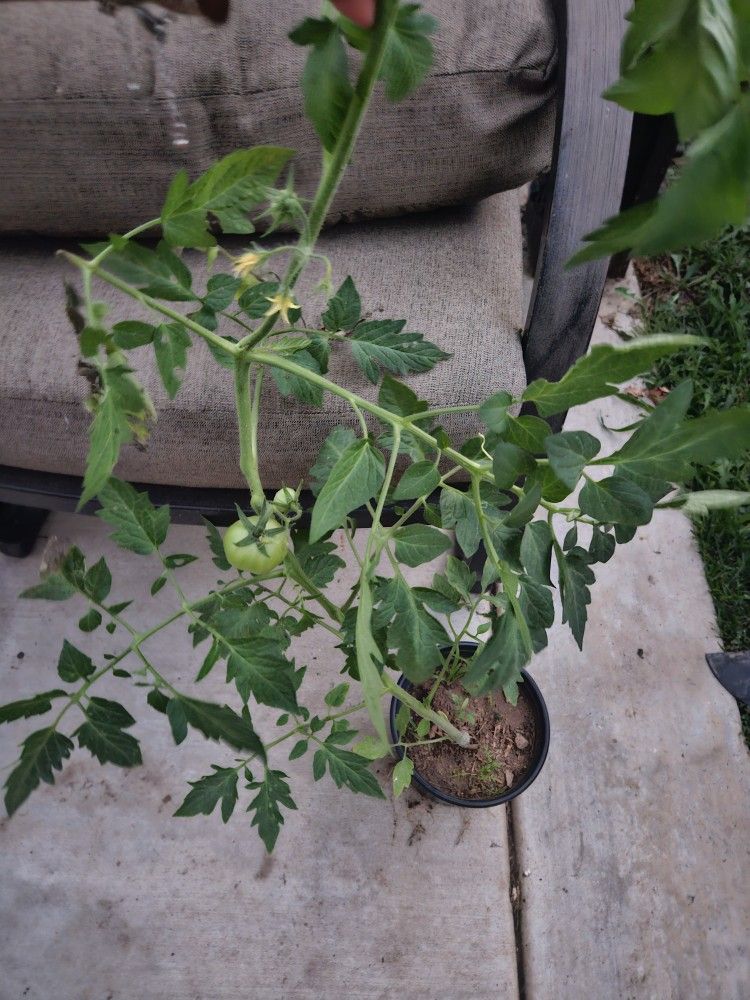 Roma tomato plants