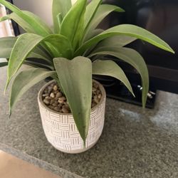 Decorative Plant 