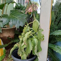 Succulent  Plant