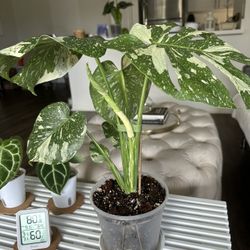 Creme Brûlée Monstera 