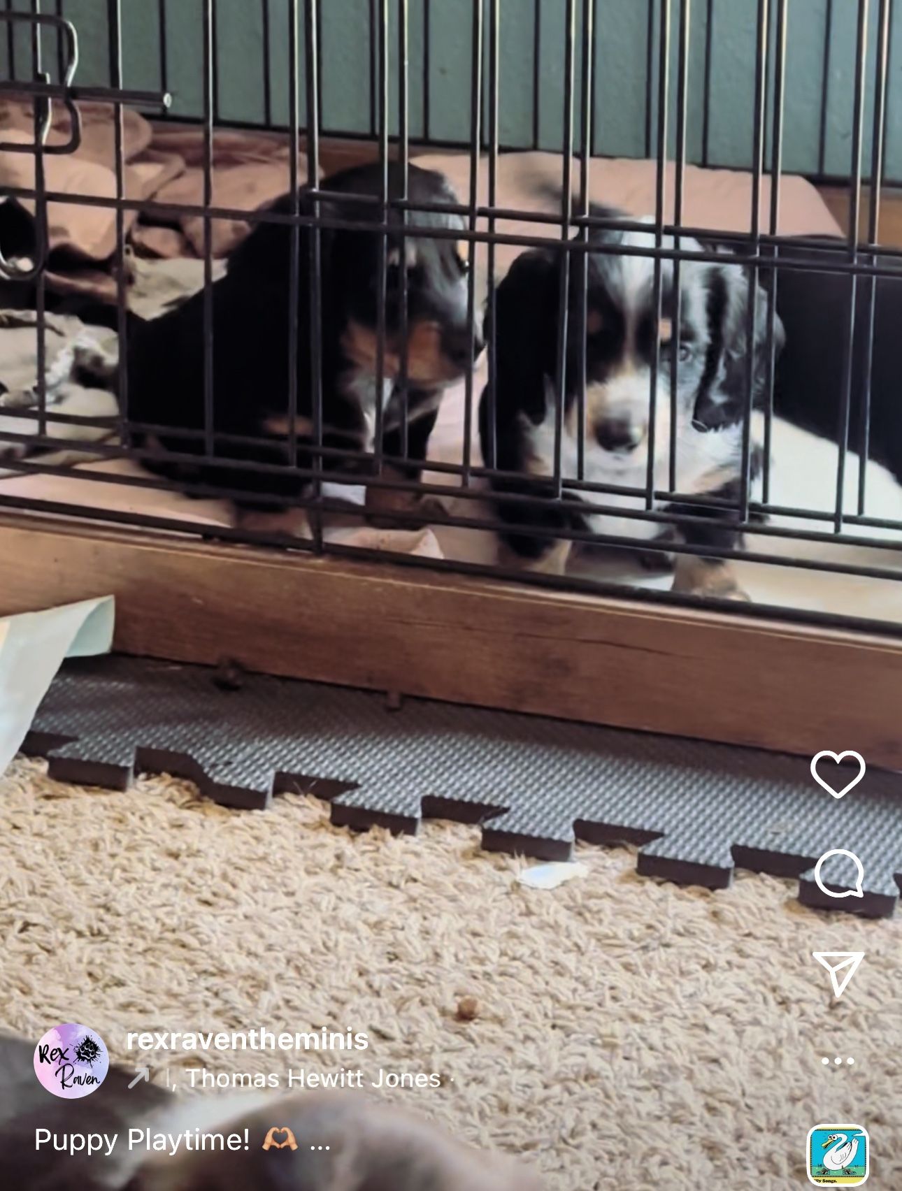 Kennel