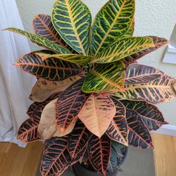 Live Indoor Croton Petra Plant - 3 feet Tall 