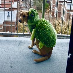 Dog Halloween Costume 