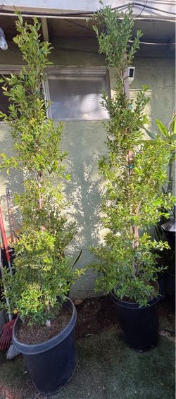 Eugenia’s tree   $50  each one