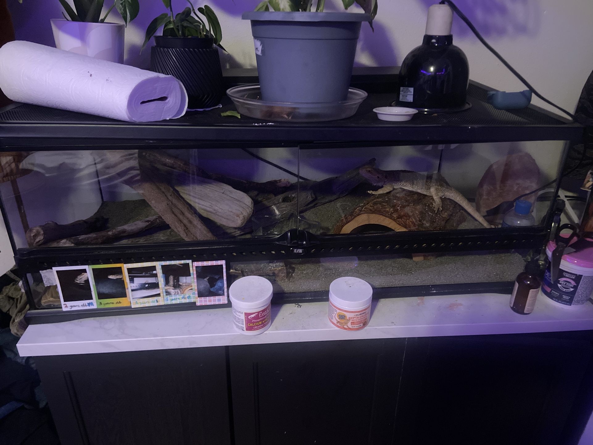 Reptile Tank
