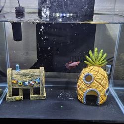 3.7Gal Fish Tank Set Up