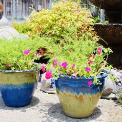 A Pair Of Beautiful Ceramic Pots With Thriving Perennials